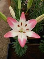 [5040 Sugar Love No01.JPG]